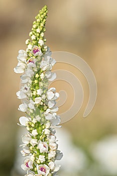 Verbascum chaixii flower photo