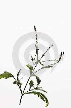 Close up of verbena flowers