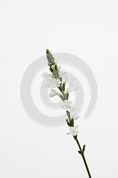 Close up of verbena flowers