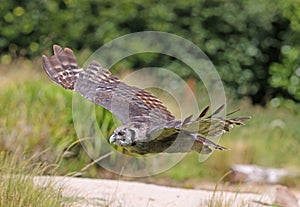 Close up of a Verreaux Eagle Owl