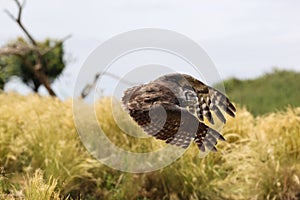 Close up of an Verreaux`s Eagle Owl