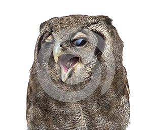 Close-up of a Verreaux`s eagle-owl - Bubo lacteus 3 years old