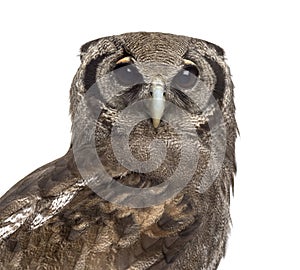 Close-up of a Verreaux's eagle-owl - Bubo lacteus