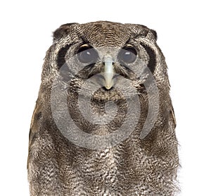 Close-up of a Verreaux's eagle-owl - Bubo lacteus