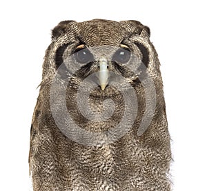 Close-up of a Verreaux's eagle-owl - Bubo lacteus