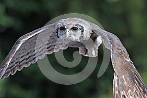 Close up of a Verreaux`s Eagle Owl in flight