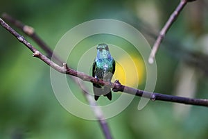 Close-up of a Versicolored emerald, Folha Seca, Brazil