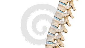 Close-up of vertebrae and intervertebral disks of a human spinal column or backbone isolated on a white background with copy space