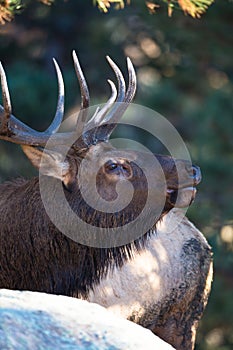Close-up vertical of bull elk photo