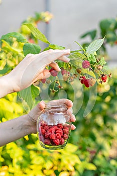 Close up vertical cropped photo of worker woman hands pluck ripe