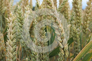 Close up of vertical green wheat stalks and chaff