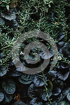 Close up vertical image of purple ajuga plants and seaside daisies