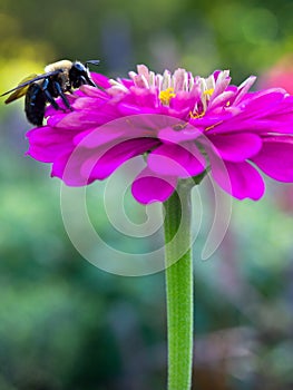 Close up vertical photo of large bumble bee on bright pink daisy