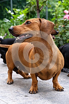 Close-up vertical portrait of cute ginger and black-n-tan dachshunds, smiling face.