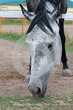 Close up vertical portrait of dappled horse eating grass