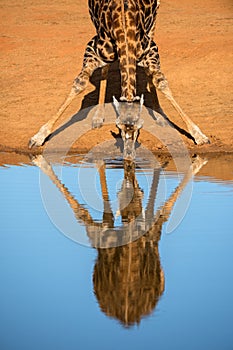 A close-up vertical portrait of a drinking giraffe