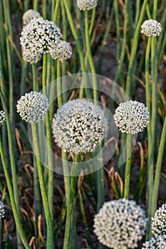 Close up vertical shot of blossomed white onion flower on an agricultural field