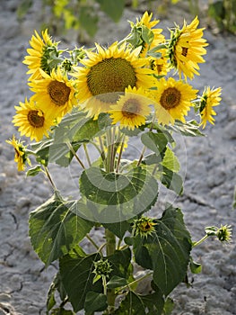 Close-up vertical shot of a bunch of sunflowers growing together