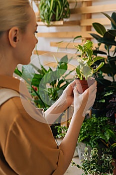 Close-up vertical shot of female florist in apron putting pots with green plant on shelves in floral shop. Concept of