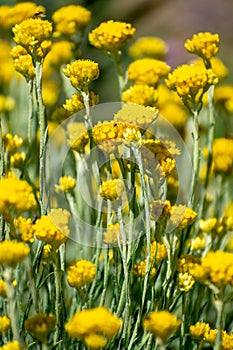 Close-up vertical shot of Shrubby Everlasting Helichrysum stoechas