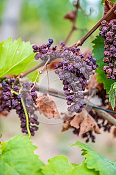 Close-up vertical view of dry bunches of purple grapes hanging from the plant at the vineyard