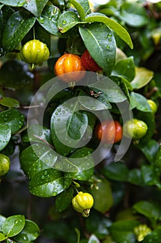 A close up vertical view of a ripe Surinam Cherry plant after the rain storm