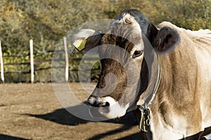 Close-up of a very beautiful Swiss cow