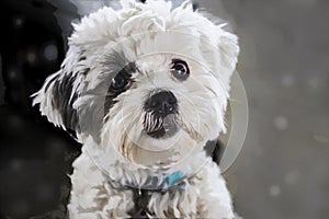 Close-up of very cute fluffy white dog with dark hair around one eye looking like he wants to be petted