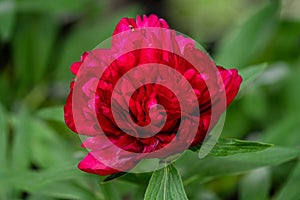 Close up of a very large and beautiful red peony flower