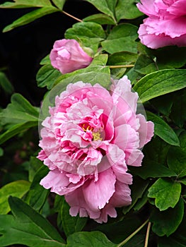 Close-up very large rare fluffy pink peonies on a background of green foliage