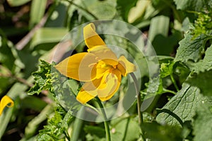 Close up of a very rare yellow wild tulip, Tulipa sylvestris or Weinberg Tulpe