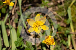 Close up of a very rare yellow wild tulip, Tulipa sylvestris or Weinberg Tulpe
