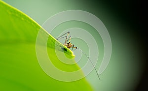 Cute little baby grasshopper, on a green leaf photo