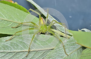 Small spider on leaf
