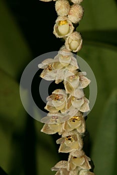 Close up of a very small set of orchid flower