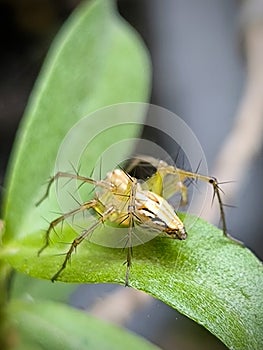 Close up of a very small spider  on the leaf