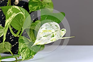 Close up of very white leaf of tropical `Epipremnum Aureum Marble Queen` pothos houseplant with white variegation