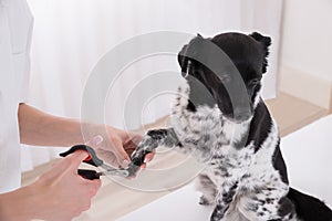 Close-up Of A Vet Cutting Dog`s Toenail photo