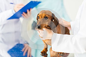 Close up of vet with dachshund dog at clinic