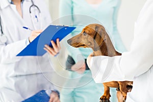 Close up of vet with dachshund dog at clinic