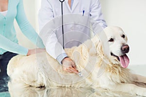 Close up of vet with stethoscope and dog at clinic