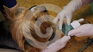 Close-up of a veterinarian bandaging a dog's paw with an elastic bandage.