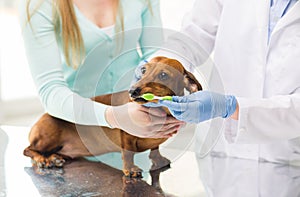 Close up of veterinarian brushing dog teeth