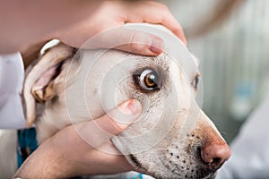Veterinarian checking dog`s eye photo