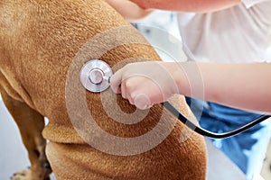 Close-up of veterinarian hands checking dog by stethoscope in clinic