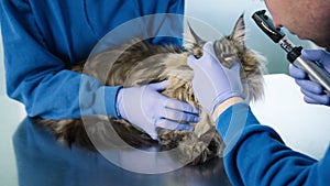 Close up veterinarians examining eyes of Maine Coon cat using otoscope 4K