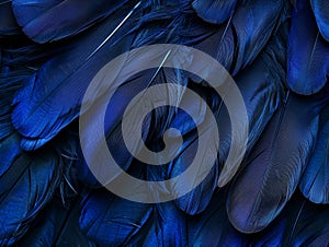 Close-up of Vibrant Blue Feathers
