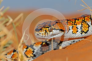 Close Up of Vibrant Corn Snake Pantherophis guttatus Curled on Natural Desert Sandscape photo