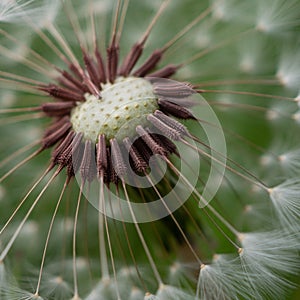 Close-up of a vibrant dandelion puff with fluffy white seed heads