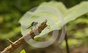 Close-up of a vibrant dragonfly perched atop a slender tree branch